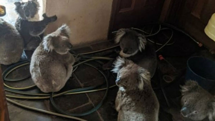 koalas.jpg