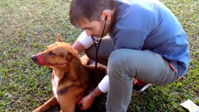 Caso Poncho y el derecho animal ?