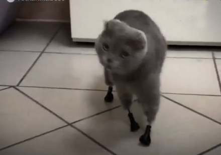gato.jpg