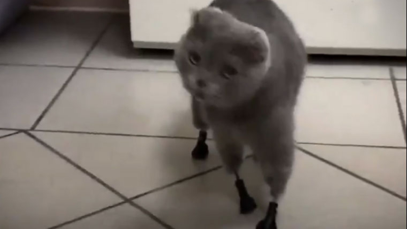 Reemplazaron las cuatro patas a una gata con prótesis 3D