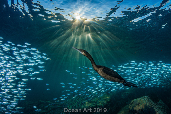 "Encuentros extraños"
4to lugar - Hannes Klostermann - Baja California Sur, México