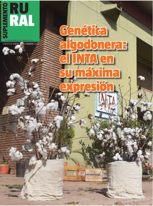 Genética algodonera: el INTA en su máxima expresión