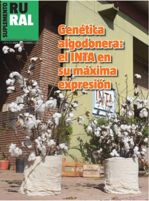 Genética algodonera: el INTA en su máxima expresión