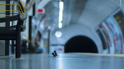 Una pelea de ratones en el subte de Londres, mejor foto de naturaleza del año
