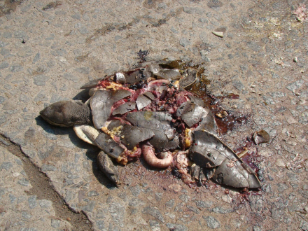 animal silvestre 4.jpg