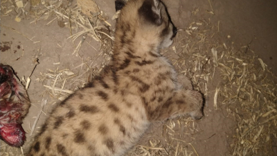 Campo Largo: mataron dos cachorros de puma y se jactaban en las redes sociales