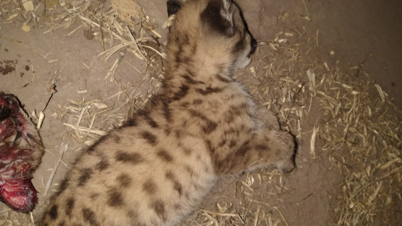 Campo Largo: mataron dos cachorros de puma y se jactaban en las redes sociales