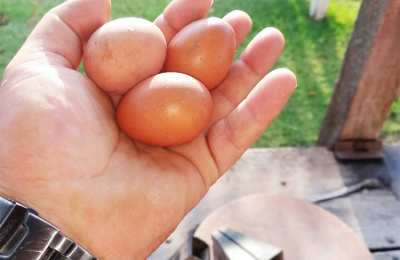 En el país hay 900 productores avícolas y emplean a más de 30.000 personas