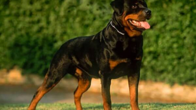 Un niño sufrió graves lesiones tras ser mordido por un perro raza rotweiller en Barranqueras