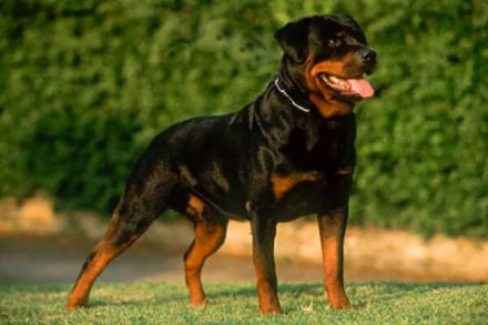 perro rot.jpg