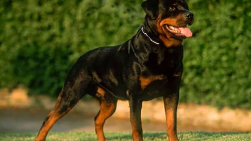 Un niño sufrió graves lesiones tras ser mordido por un perro raza rotweiller en Barranqueras