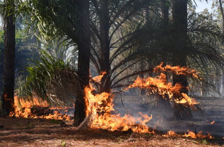 incendio5.jpg