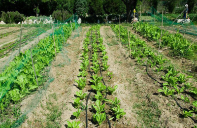 Jardines y huertas en la ciudad