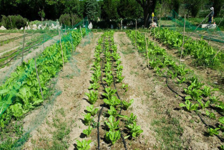 huerta.jpg