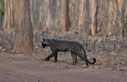 leopardo3.jpg