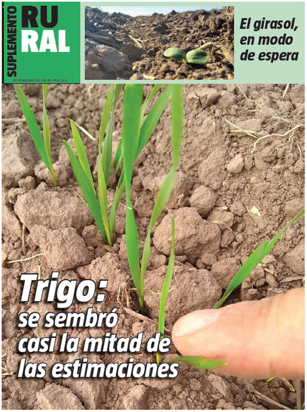 Trigo: se sembró casi la mitad de las estimaciones