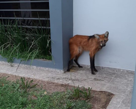 aguara.jpg