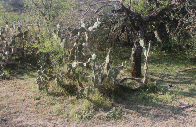 La UNNE busca rescatar la utilidad de una planta del monte chaqueño