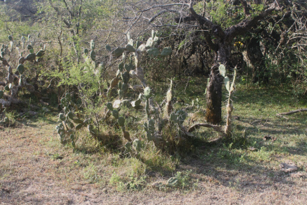 OPUNTIA.jpg