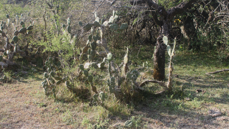 La UNNE busca rescatar la utilidad de una planta del monte chaqueño