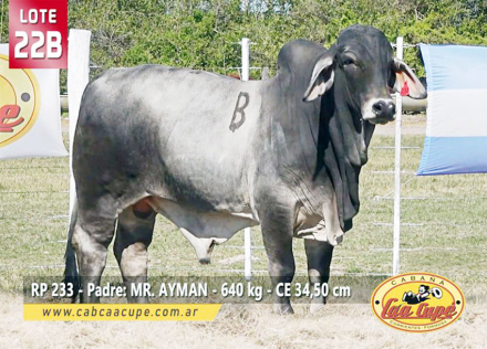 lote22.jpg