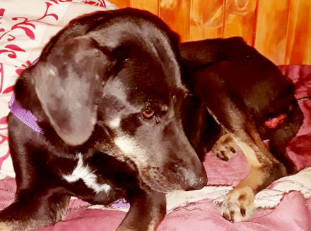 perro6.jpg