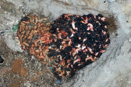 Dead_pigs.jpg