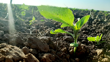 58GIRASOL SEQUIA.jpg