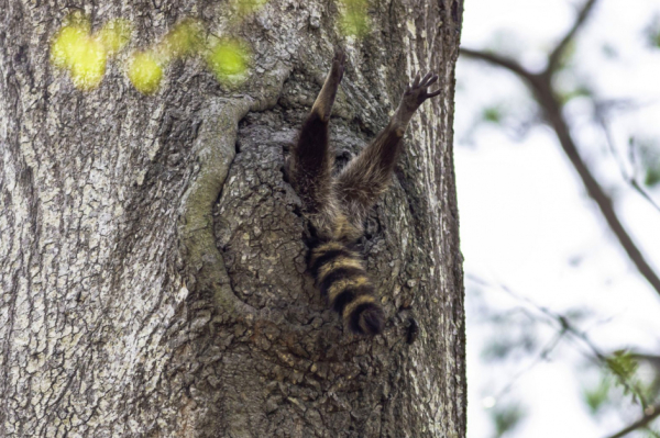 Algo le salió mal a este mapache en Newport News, Virginia, EE. UU.