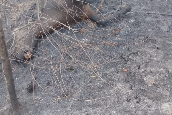 Imágenes desgarradoras después del incendio forestal en la Isla del Cerrito