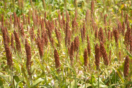 sorgo crece.jpg