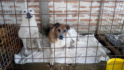 Huellas Caninas sigue proponiendo acciones para sostener el hogar de perros