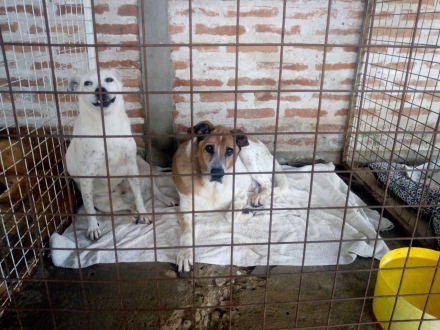 perros2.jpg