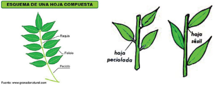 hoja5.jpg