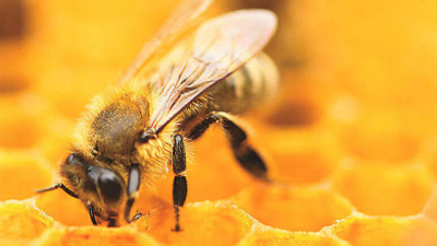 El modo inesperado que las abejas tienen de reconocer a las de su colmena