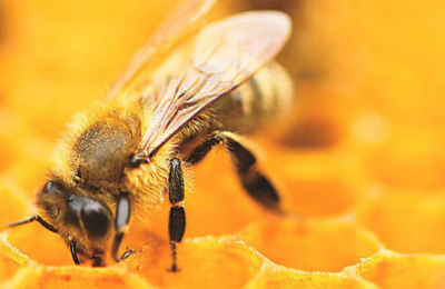 El modo inesperado que las abejas tienen de reconocer a las de su colmena