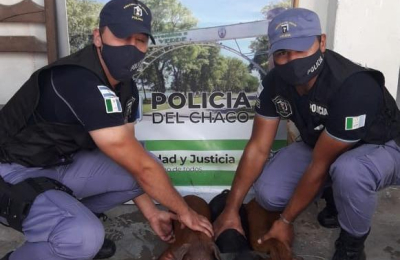 El “hombre de la bolsa” se quedó sin  lechones para la Navidad y Año Nuevo