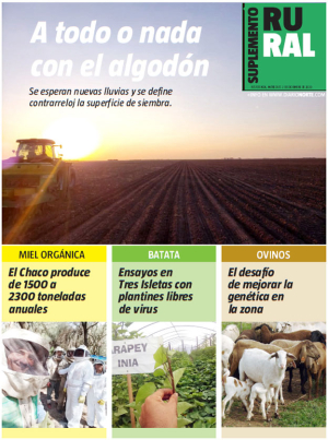 A todo o nada con el algodón