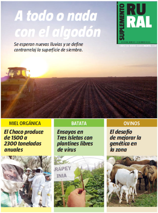 A todo o nada con el algodón