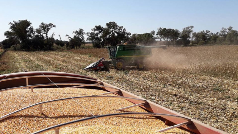 Preocupación de Bolsas de Comerciales y de cereales por suspensión de registros para exportación de maíz