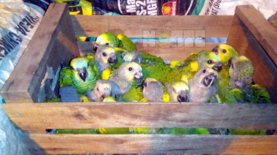 Rescataron 280 ejemplares de loro hablador cerca de Taco Pozo ?