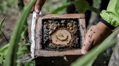 Bolivia: cómo salvar a las abejas del avance de la producción cocalera