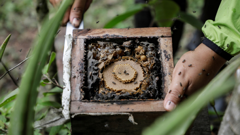 Bolivia: cómo salvar a las abejas del avance de la producción cocalera
