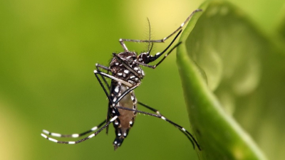 Aunque no hay perspectivas de un brote de dengue, se pide sostener la prevención