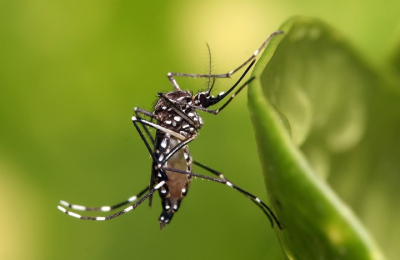 Aunque no hay perspectivas de un brote de dengue, se pide sostener la prevención