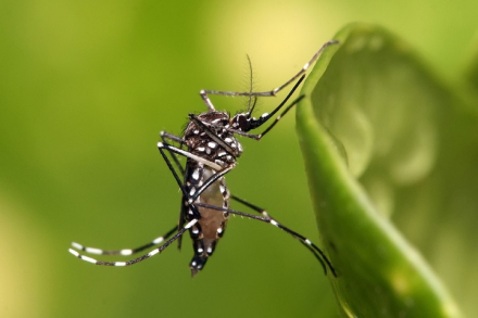 mosquito .jpg