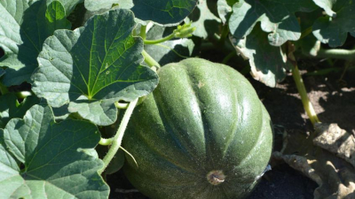 Sin agua para la producción en la huerta en que trabajan más de cien mujeres