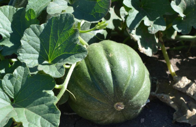 Sin agua para la producción en la huerta en que trabajan más de cien mujeres