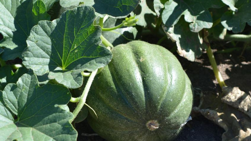 Sin agua para la producción en la huerta en que trabajan más de cien mujeres