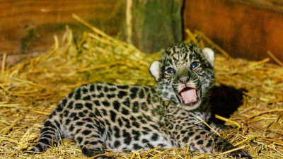El nacimiento de dos cachorros aviva la esperanza para la conservación del yaguareté